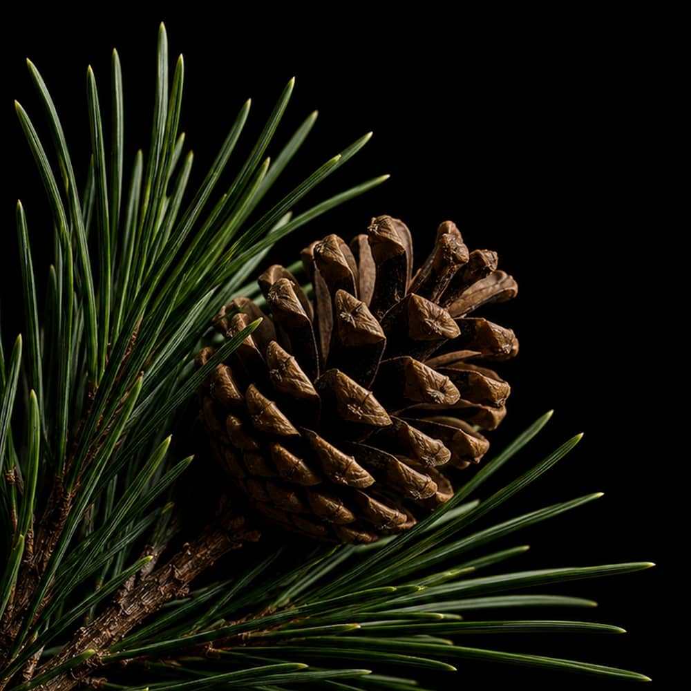 Winter Pine Whisper