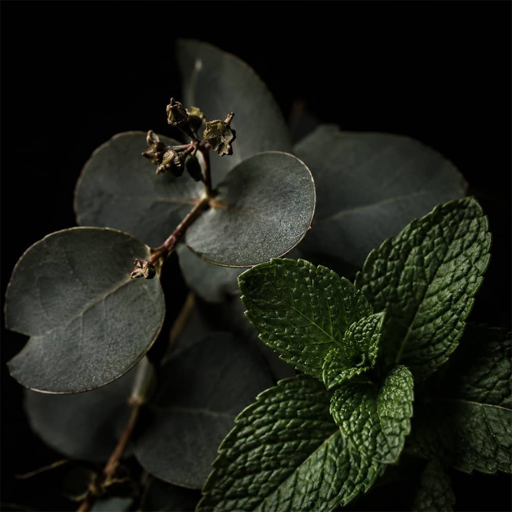 Crisp Mint Eucalyptus Fragrance Oil