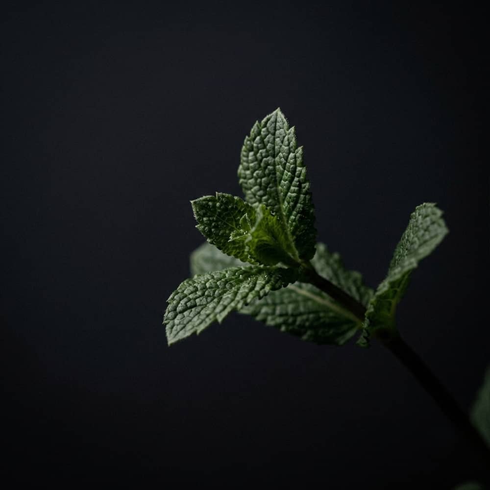 Peppermint Twilight