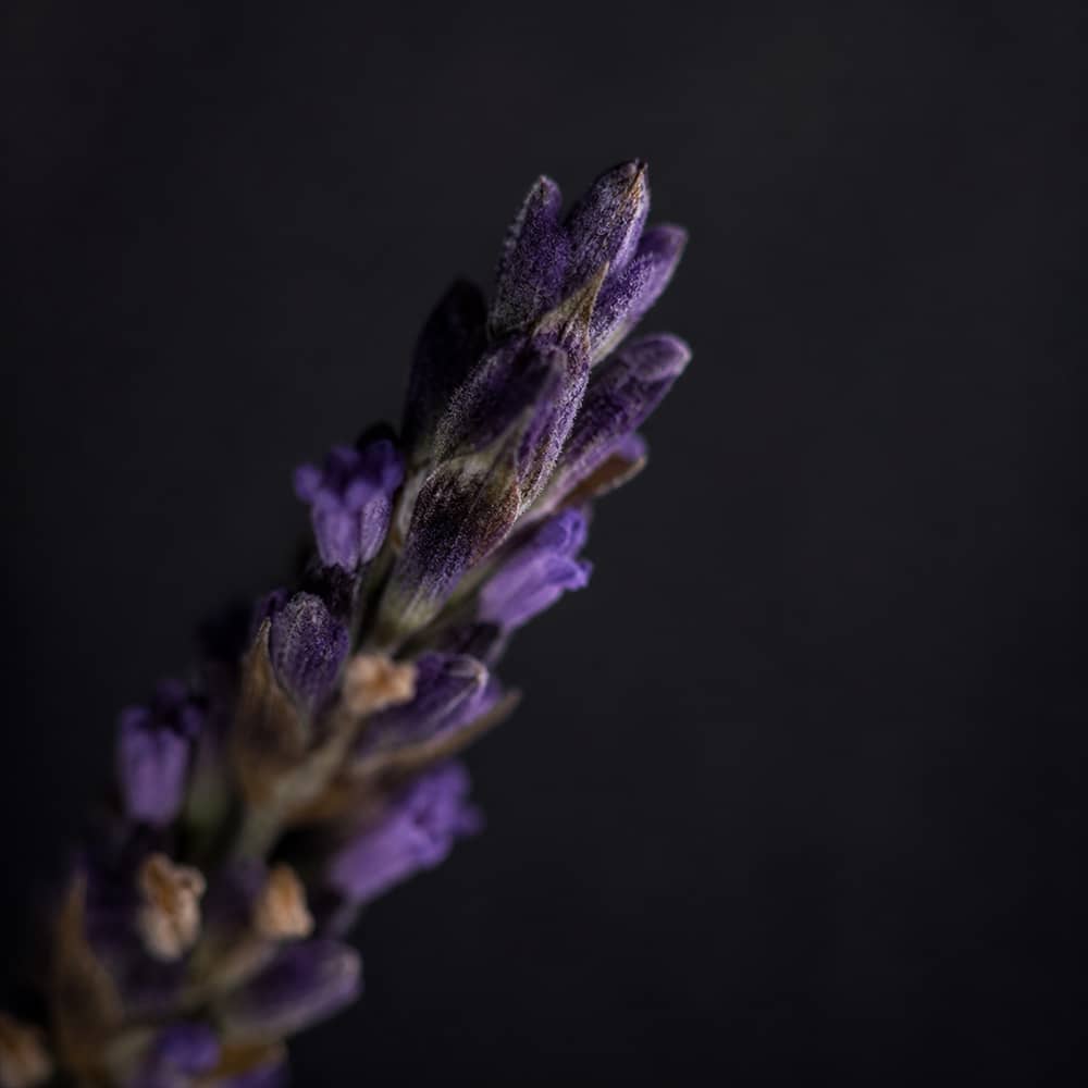 Pure Lavender