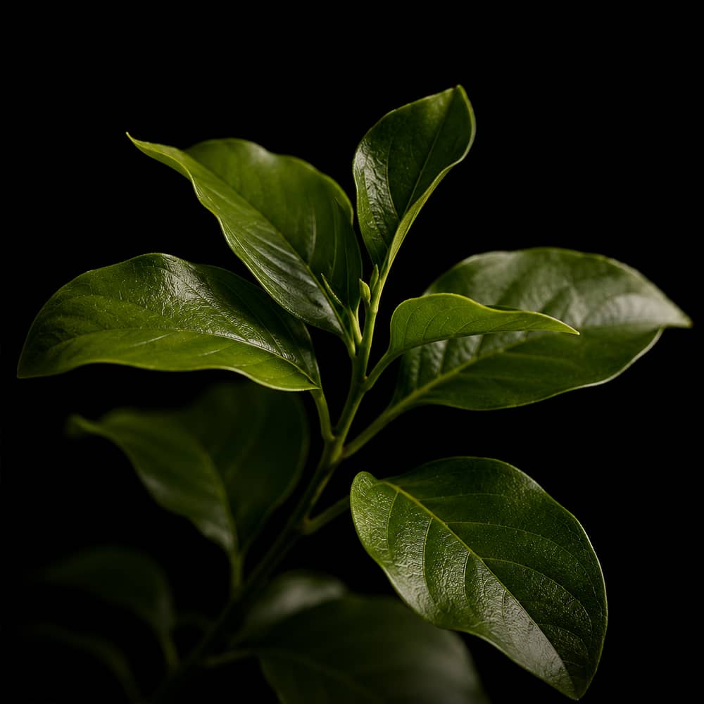 White Tea